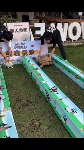 Epic Turtle vs Rabbit Race — Unexpected Winner! 🏆