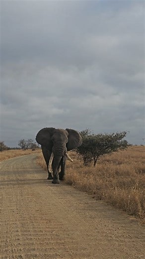Watch this Massive Elephant Bull swagger down the road in The Kruger National Park. #krugernationalpark #wildlife #elephant #safari #nature | Kruger Gone Wild Safaris