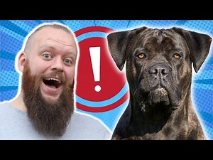 HOW TO STOP YOUR CANE CORSO FROM BARKING