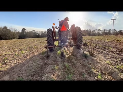 Chisel Plowing the Corn Field with the 404