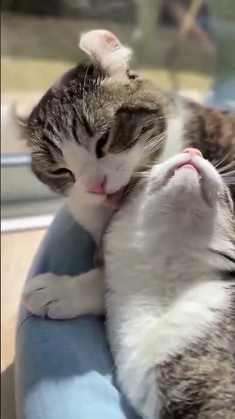可愛すぎて声出た！猫まみれショート集🥰