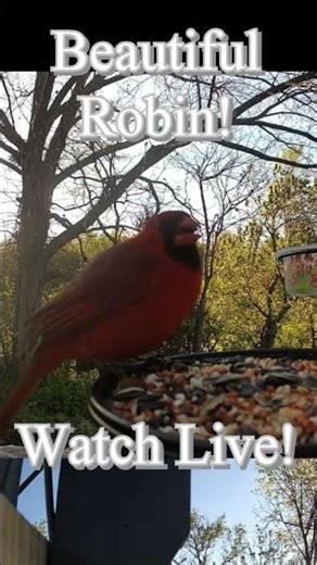 Cardinal Visits the Homestead Feeder! 🐦 | Homestead Live Cam