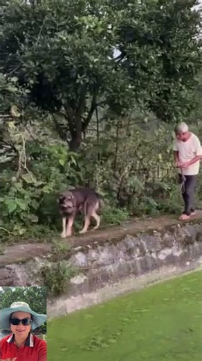 Chú Chó Sủa Bầy Dê Hay Ông Cụ