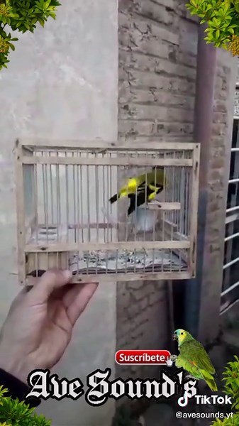 Ave Sound's on TikTok