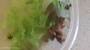 Frog crying out loud! Woman finds FROG in her Coles brand lettuce