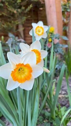 3K views · 149 reactions | How cute are these?  You can cheer up...