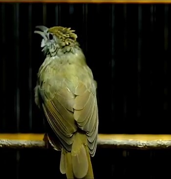 KAPAS TEMBAK GACOR NGEBREN NEMBAK PANJANG - 048 #kapastembak #birds #kapastembakgacor