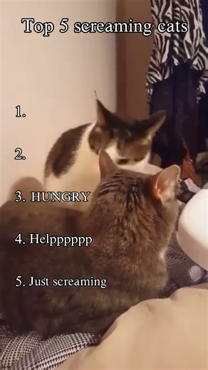 Top 5 screaming Cats