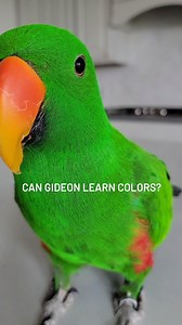 57K views · 2.3K reactions | Parrots are incredibly intelligent. In...
