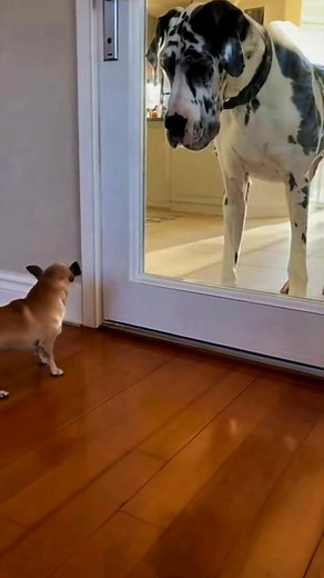 Cute baby dog vs dog. funny video #fyp #funny #reels #comedy | Cute Animals