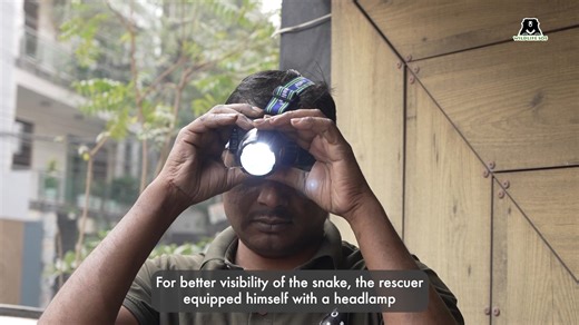A moment of tension. A precise rescue. A safe return. When a distress call reported a checkered keelback trapped inside a car’s wheel cover in a residential building in Delhi, the team at Wildlife SOS responded without delay. Navigating darkness, tight spaces, and a growing crowd, the snake was carefully secured without injury. After a thorough medical check-up, the snake was released back into its natural habitat the next day. Every rescue counts. Every life matters. If you spot a wild animal i