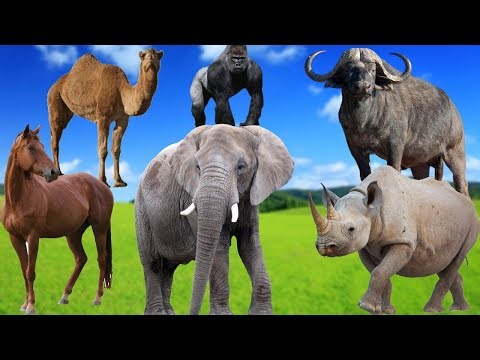 Elephant, Gorilla, Kangaroo, Monkey & Panda – Animal Sounds and Names | Animal Sound Effects