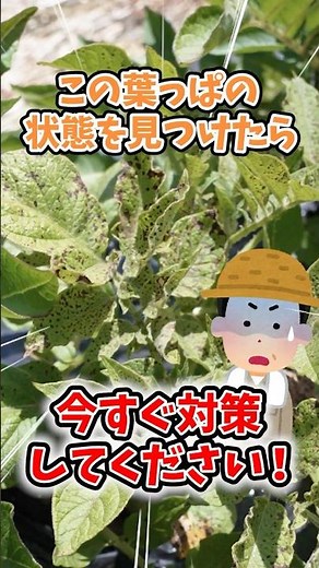 If you find these leaves in your home garden or on your farm growing potatoes, take action immedi...
