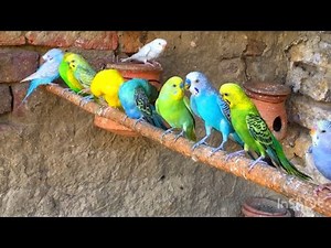 Australian Budgie parrot colony videos | Budgie aviary sound