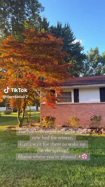 ✨🌸🍒 If you’ve seen my content, you know my house is about to be all things pink✨🌸🍒 #firelighthydrangea #hydrangeas #hydrangeahedge #fyp #bloomwhereyouareplanted