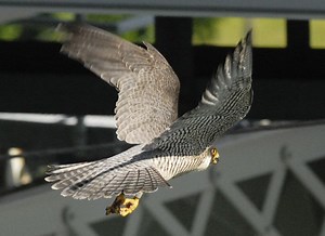 Peregrine falcons return to hatch chicks under Blue Water Bridge