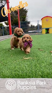 29 reactions | Just cant get over how cute these Cavoodles are!...