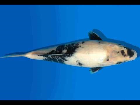 Koi Auktion Dainichi ShiroUtsuri JumboTosai Monroe - 26cm KT4-0874
