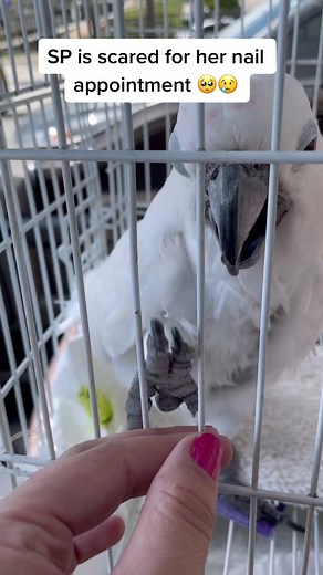 Trying to ease her fear 🥺😢 #parrot #cockatoo #fearless #vet #fyp #foryou #foryoupage #manicure #baby #scared