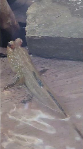 Adorable Little Mudskipper! 🐟 Cute Amphibious Fish