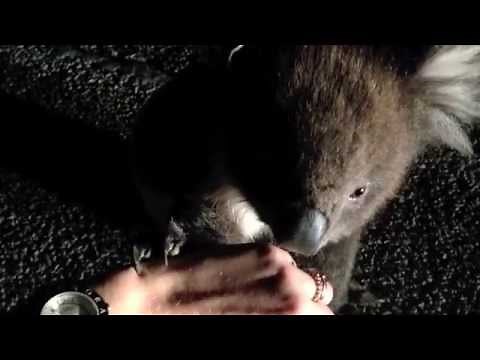 Koala Needs Help Crossing The Road
