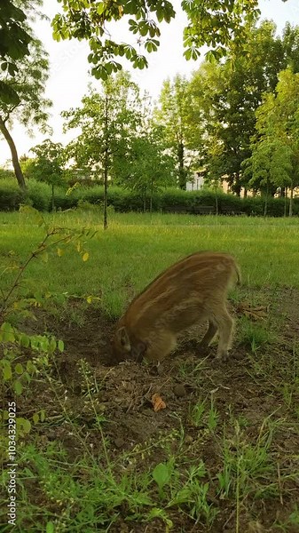 A baby wild boar. A young striped wild boar piglet digs the ground with its snout in a city park, searching for food. Wild animals are exploring a new habitat by foraging in an urban environment.