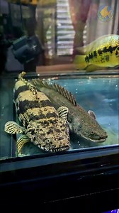 13K views · 345 reactions | Welcome to the Realm of Monsters  Step into the world of underwater titans — a tank ruled by raw power, vibrant colors, and wild personalities. Every splash, every glide, every stare tells the story of true monster fish greatness. This is not just an aquarium… it’s a living, breathing battlefield of beauty and dominance. HFK  | AquaFranz | Facebook