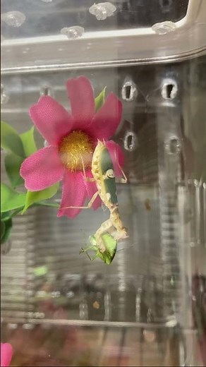 やっぱり臭い!? カメムシを捕食するも途中で諦めたカマキリ