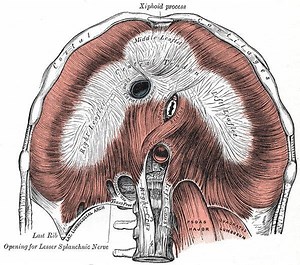 Central tendon of diaphragm - Alchetron, the free social encyclopedia