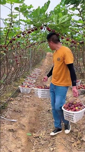 Fresh Natural Figs Farming Harvesting #Agriculture #Fruit #FruitFarming #FruitHarvest #Farmer