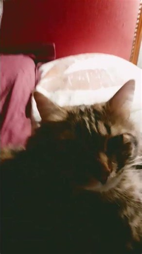 il est trop mimiiiiii #chat #cat #cute #kawaii #cutekawaii #mignon #abonnetoi #faitepercer #cœur