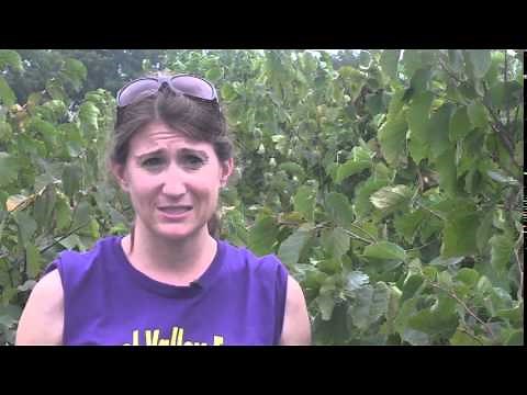 Picking hazelnuts at Hazel Valley Farm in Eagle