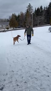 5.5K views · 123 reactions | VIDEO from home - Apt that this video features Paisley, adopted at 8 years old in 2023, when we’ve just taken in a 9.5 year old and an 11 year old. Paisley is heading into year 10, vibrant and loved and valued. Love is not conditional on age. A lot of senior pets have a lot of life and love… and many times lessons to teach us.  | Charlotte County SPCA (New Brunswick) | Facebook