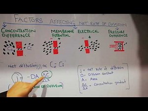 Guyton chapter 4 | Ficks law | Concentration gradiant | Net rate of diffusion summary | lecture 25