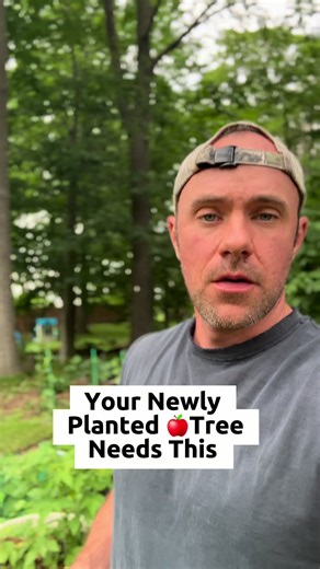 This Could Be Stunting Your Fruit Tree's Growth Staking Your Newly Planted Fruit Tree Is Important 🌳 Here's why. Young fruit trees, like apples and pears, have small root systems. As the tree starts to grow and put on more leaves, the top acts like a sail in the wind and causes the tree to move around. A little movement is actually good. It helps the tree and root system build strength. The problem is when the tree is very young and the root system is still small. Instead of building strength, 