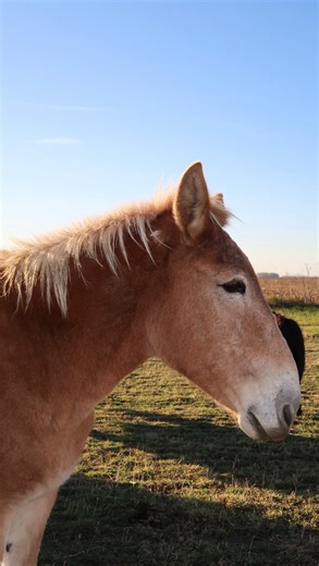 Crosswinds Farm & Cattle Co on Instagram: "A mule is a mix of a donkey + a horse. 🤝 A donkey is its own species. Now you know 😉 #donkeys #mule #animals #crosswindsfarm #minnesota"
