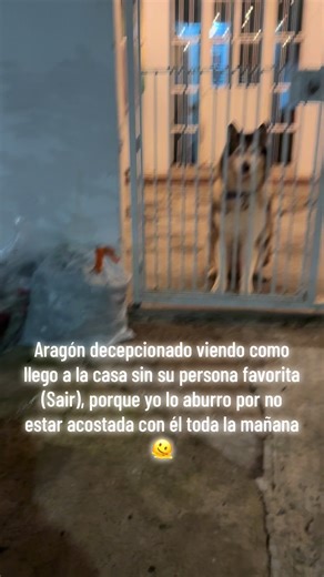 Que mis paseos no le gustan dice #fyp #tiktok #dog #huskylife #foryoupage