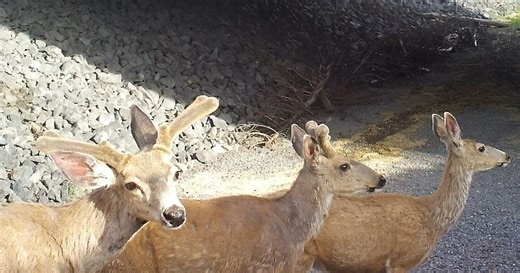 Daylight Saving Time increases deer collision risk in Oregon