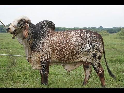 Particularities of Girolando Cattle - TvAgro by Juan Gonzalo Angel