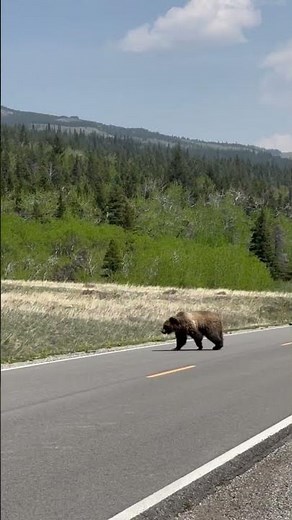 Amazing Grizzly Bear Sighting in Glacier National Park! #nature #wildlife
