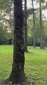Video of Davis Pond Campsite, TN from sav