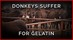 Donkeys' Heads Bashed in With Sledgehammers, Throats Cut in China for Gelatin in Their Skin