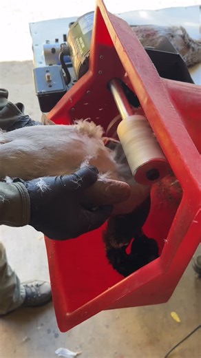 The Fowl Plucker on Instagram: "Another plucking season for this 25 year old Fowl Plucker. A 2 minute process for beginners and 60 seconds for seasoned veterans. Shop vac ready to capture the feathers and down. See thefowlplucker.com."