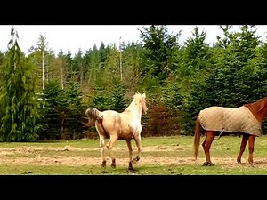 Crazy Horse Chases my Dogs, then Me..!