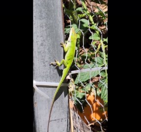 Green Anole Lizard on Fence
