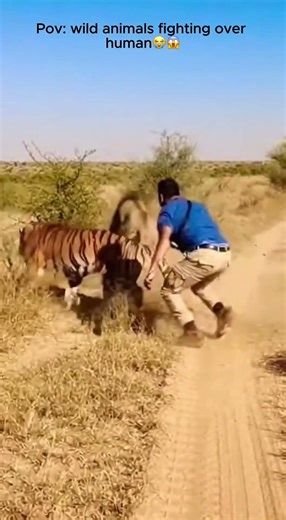 Wild animals fighting over human😱