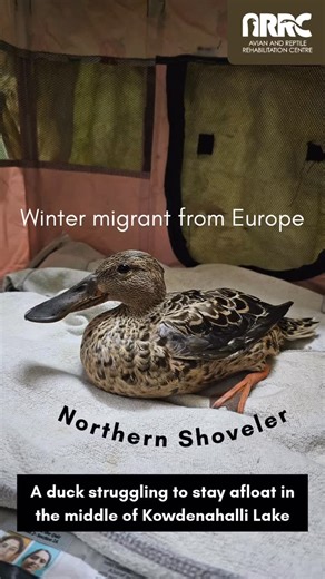 Every winter, when lakes start freezing across Northern Asia and Europe, Northern Shovelers begin their journey south, navigating thousands of kilometres with remarkable precision to reach our wetlands. For them, our city lakes are not random stopovers but are critical refuelling stations where they rest, rebuild energy reserves, and prepare for the next leg of their migration. Many even begin courtship here, before eventually flying north together for the breeding season. One of the unique feat