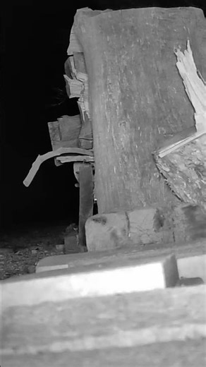 WATCH OUT for this Tucson Critter?!