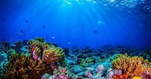 How to create a healthy coral reef ecosystem — get it to sing
