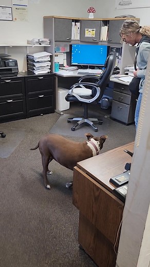 Remote control snake | Kip Erickson